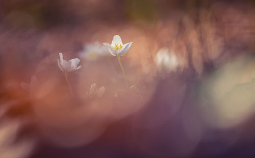 Beautiful white wood anemone flowers on a forest ground. shallow depth of field. 