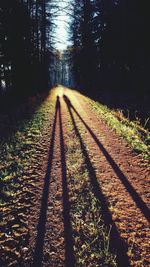High angle view of shadow on dirt road amidst trees at forest