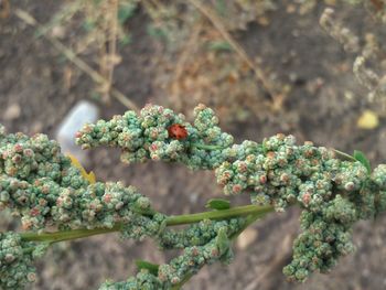 High angle view of flowering plant growing outdoors with ladybug 