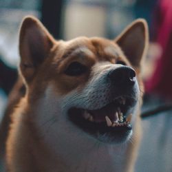 Close-up portrait of a dog