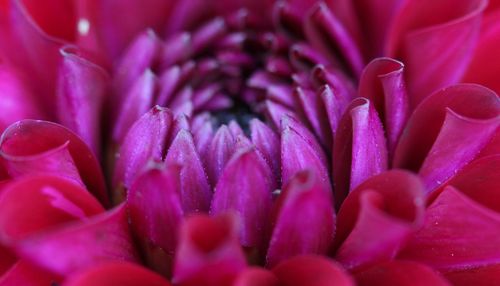 Close-up of pink dahlia