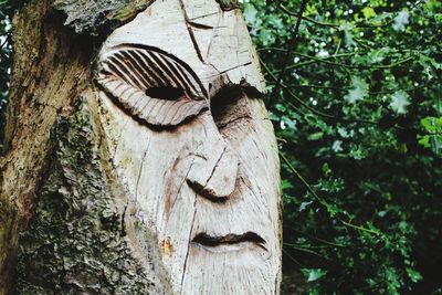 Close-up of tree trunk