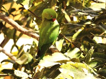 Close-up of parrot perching on tree