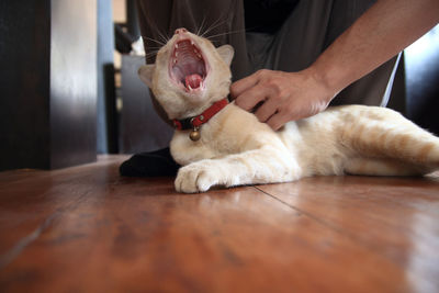 Cat lying on floor