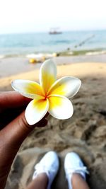 Close-up of hand holding yellow flower