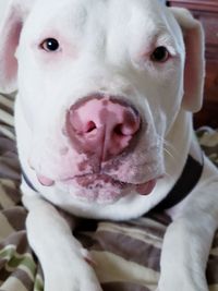 Close-up portrait of a dog