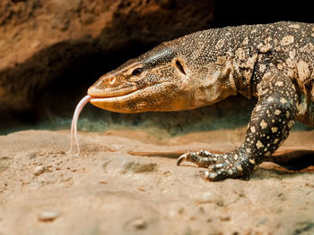 Close-up of lizard on rock