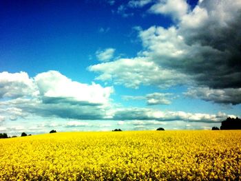 Scenic view of field against sky