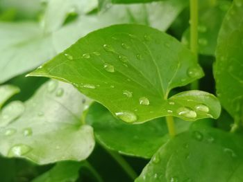 Close-up of water drops on leaves