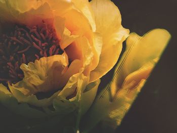 Close-up of rose plant