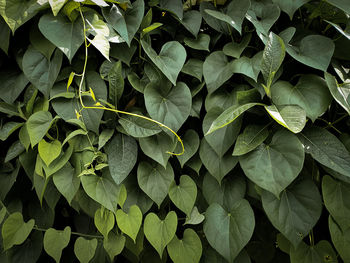 High angle view of leaves on field