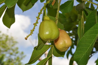 Close-up of fruits hanging on tree