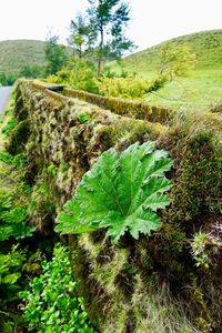 Close-up of plant growing on field against sky