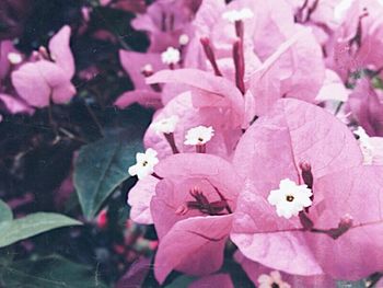 Close-up of fresh pink flowers blooming outdoors