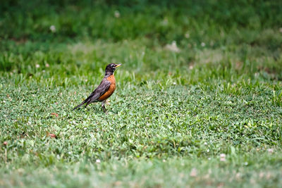 Bird perching on a field