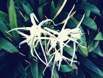 Close-up of flowers