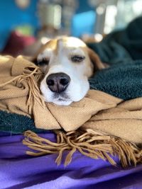 Close-up portrait of a dog