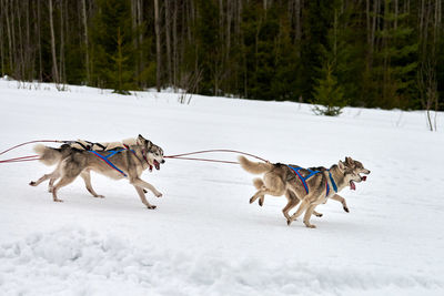 Running husky dog on sled dog racing. winter dog sport sled team competition. siberian husky dogs