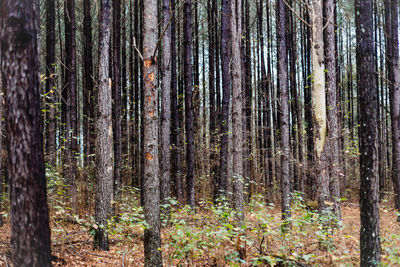 Pine trees in forest