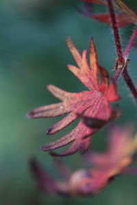 Close-up of red flowering plant