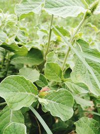 Close-up of insect on plant