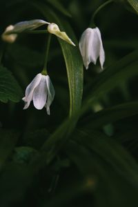 Close-up of flowers