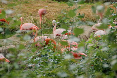 A view of flamingos on the lake.