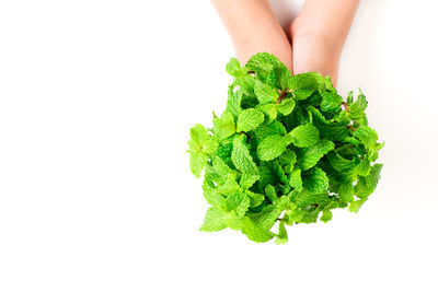 Midsection of person holding leaves against white background