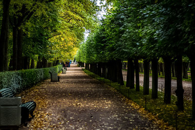 Footpath amidst trees in park