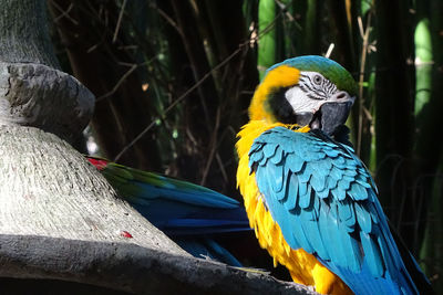 Close-up of parrot perching on tree