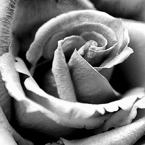 flower, close-up, person, part of, petal, freshness, indoors, fragility, flower head, rose - flower, cropped, holding, high angle view, single flower, focus on foreground, detail, day