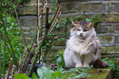 Portrait of cat sitting by plants