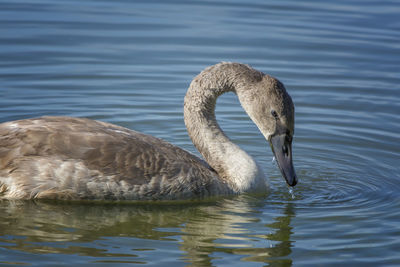 Swan swimming in lake