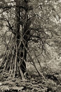 Bare trees in forest