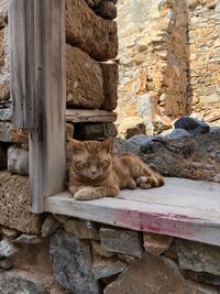 Portrait of cat relaxing on rock against wall