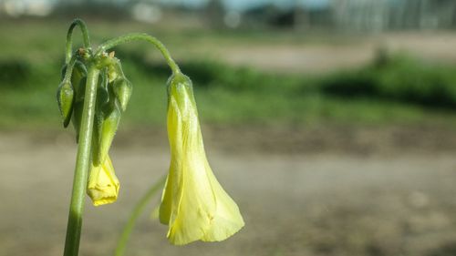 Close-up of yellow flower growing on plant at field