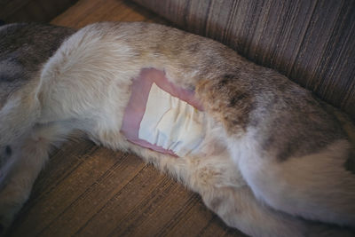 Close-up of cat lying on wooden floor