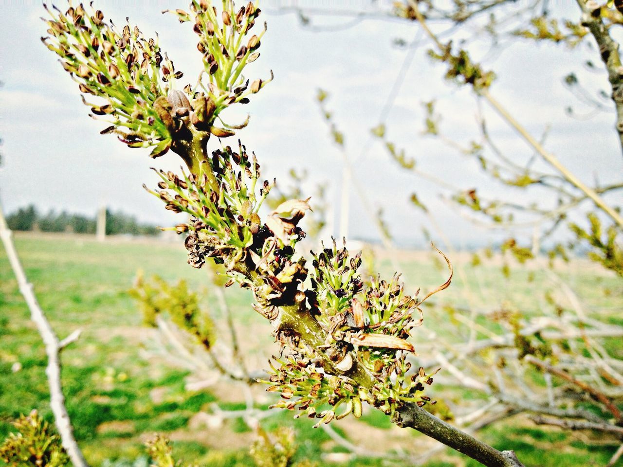 branch, growth, focus on foreground, nature, plant, close-up, leaf, twig, green color, tree, stem, tranquility, beauty in nature, freshness, growing, selective focus, day, outdoors, sky, no people