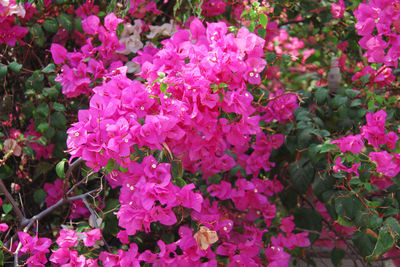 Close-up of pink flowers