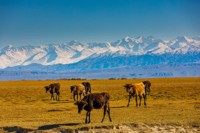 Horses grazing on field against mountain