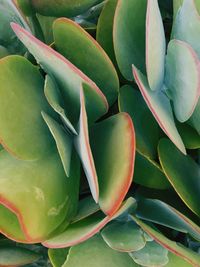 Close-up of succulent plant