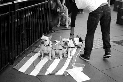 Low section of man bending by french bulldogs on sidewalk