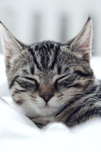 Close-up of a cat sleeping