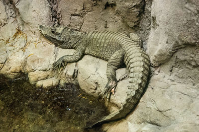 High angle view of crocodile on rock at lakeshore