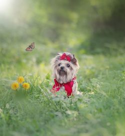 Dog looking at butterfly