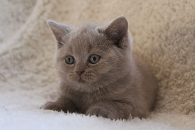 Close-up portrait of kitten relaxing