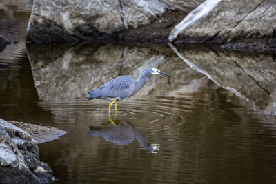 High angle view of gray heron in lake