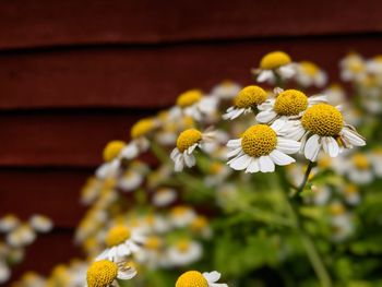 Close-up of yellow daisy flowers