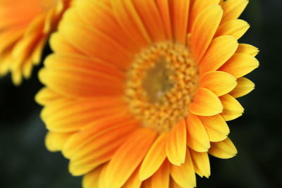 Close-up of orange flower