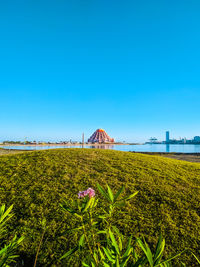 Plants growing on field against clear blue sky